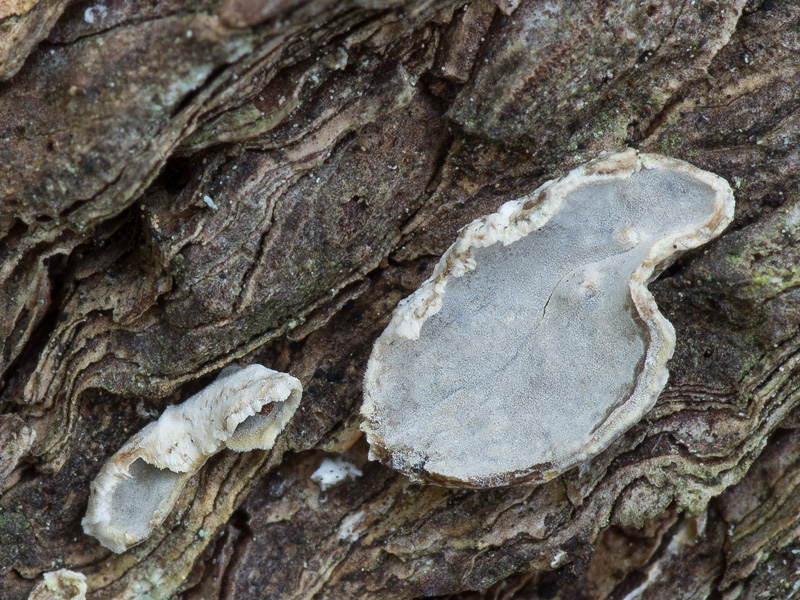 Aleurocystidiellum subcruentatum